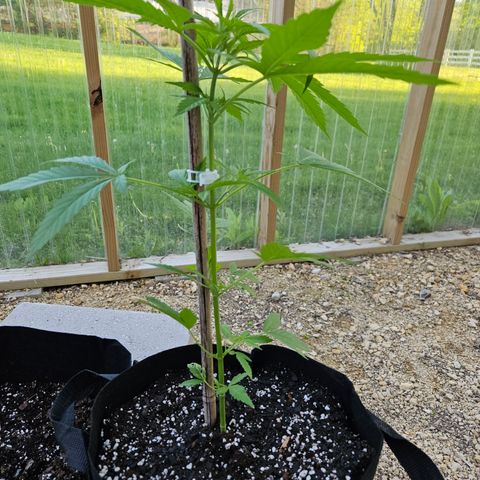 Blue Dream growlog photo: Before!!
