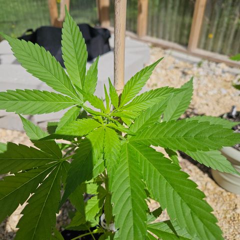 Blue Dream growlog photo: Beautiful! 😍