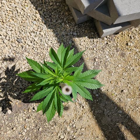 Harlequin growlog photo: Her leaves are bigger than my hand! 😍