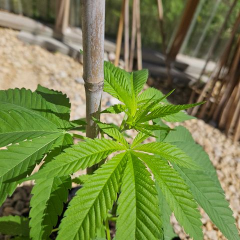 Cannatonic growlog photo: So pretty! 