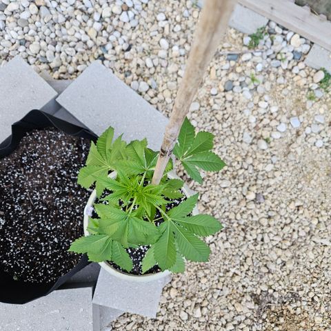 Blueberry growlog photo: Before!!