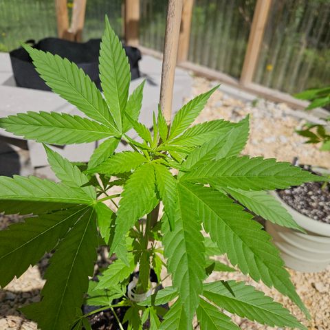 Blue Dream growlog timeline photo