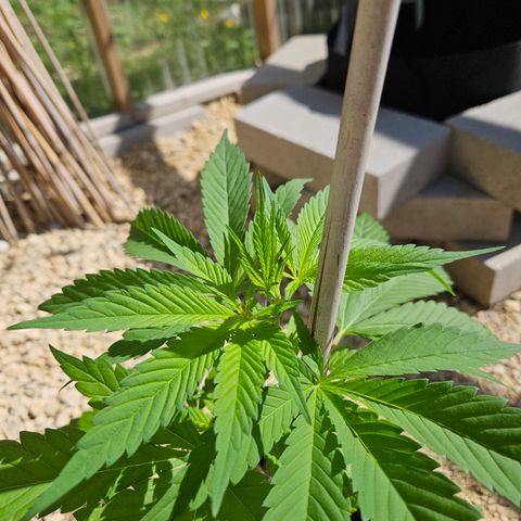 Harlequin growlog timeline photo