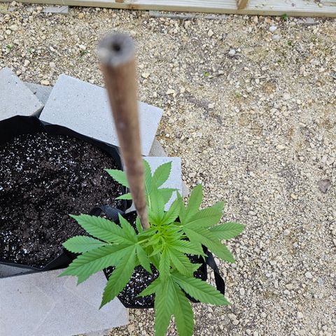 Blue Dream growlog photo: Before!!