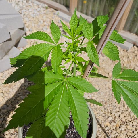 Blueberry growlog photo: Beautiful!! 😍