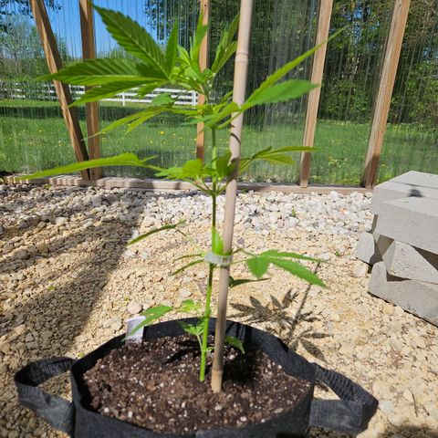 Blue Dream growlog photo: Beautiful! 😍