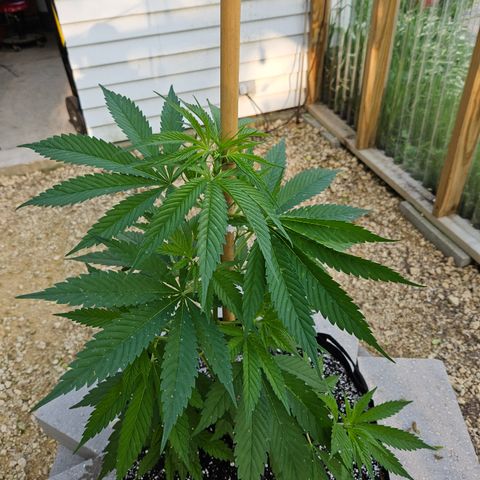 Harlequin growlog photo: Before!!