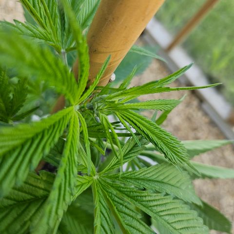 Harlequin growlog photo: Before!!