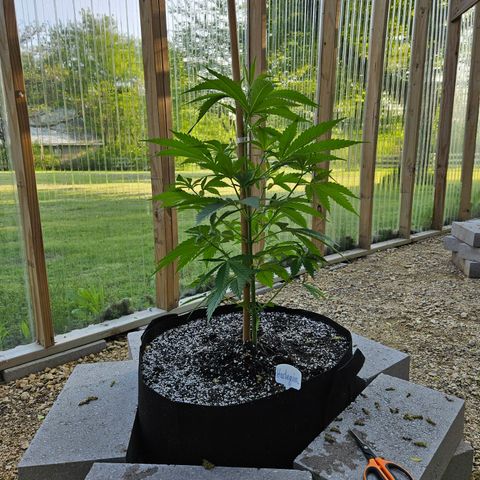 Harlequin growlog photo: Before!!