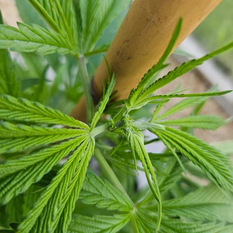 Harlequin growlog timeline photo