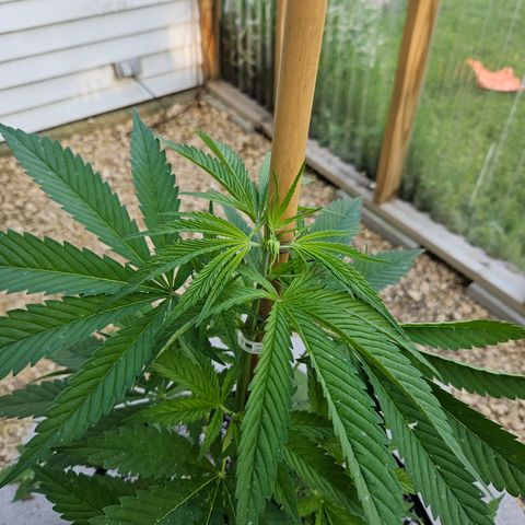Harlequin growlog timeline photo
