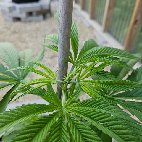 Cannatonic growlog photo: Before! 