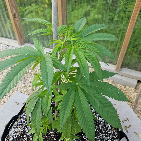 Cannatonic growlog photo: Before! 
