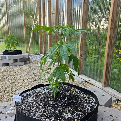 Cannatonic growlog photo: Before! 