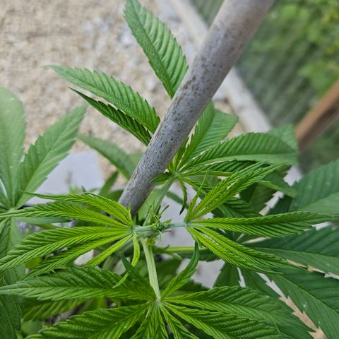 Cannatonic growlog photo: After!!