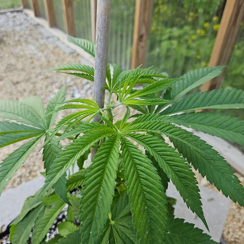 Cannatonic growlog timeline photo