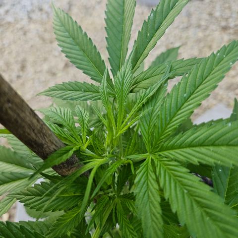 Blue Dream growlog photo: Before! 
