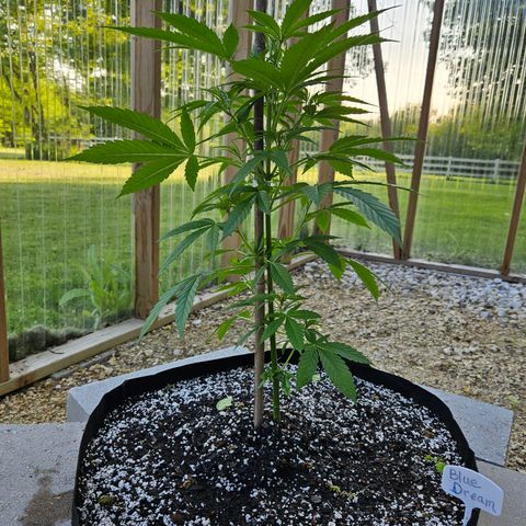 Blue Dream growlog photo: Before! 