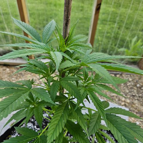 Blue Dream growlog photo: Before! 