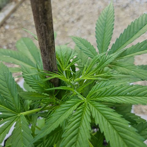 Blue Dream growlog photo: After! 