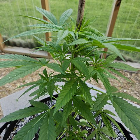 Blue Dream growlog timeline photo