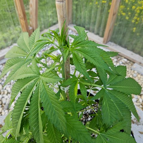 Blueberry growlog photo: Before!!