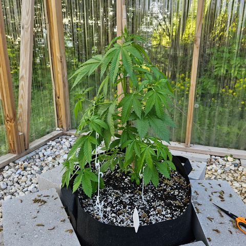 Blueberry growlog photo: Before!!