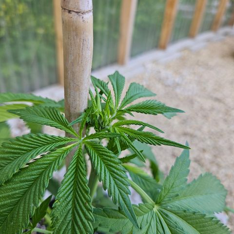 Blueberry growlog photo: Before!!