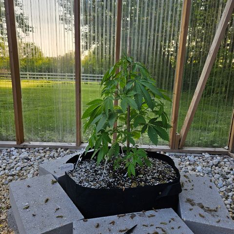 Blueberry growlog photo: Before!!