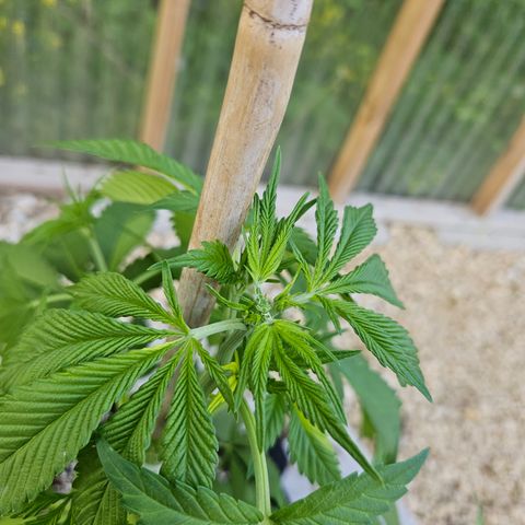Blueberry growlog photo: After!