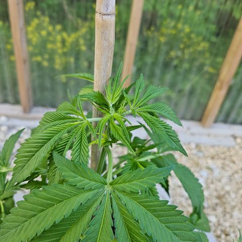 Blueberry growlog timeline photo