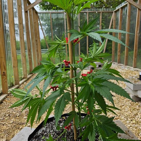 Harlequin growlog photo: Low stress training done with AMAZING new clips! 