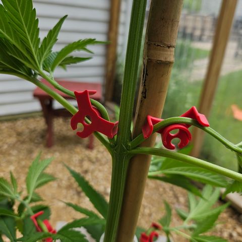 Harlequin growlog photo: Low stress training done with AMAZING new clips! 