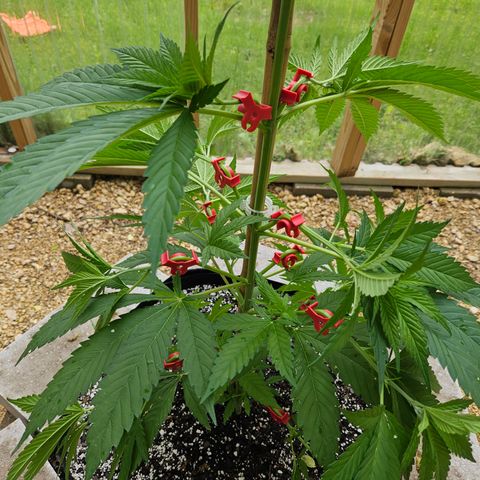 Harlequin growlog photo: Low stress training done with AMAZING new clips! 