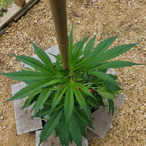 Harlequin growlog timeline photo