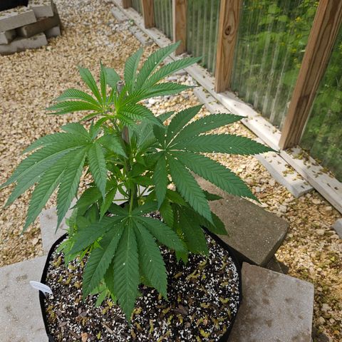 Cannatonic growlog photo: Before low stress training! 