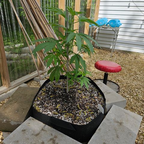 Cannatonic growlog photo: Before low stress training! 