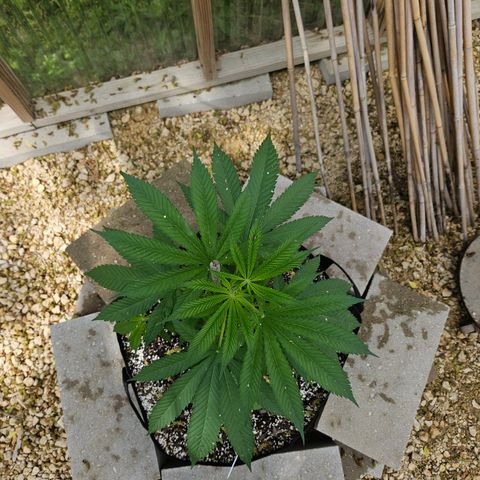 Cannatonic growlog photo: Before low stress training! 