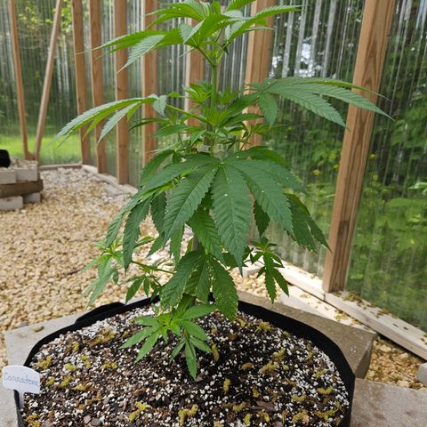 Cannatonic growlog photo: Before low stress training! 