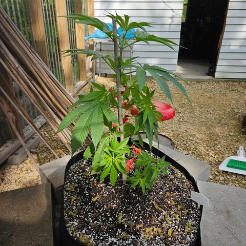 Cannatonic growlog photo: After! Using amazing new clips! 