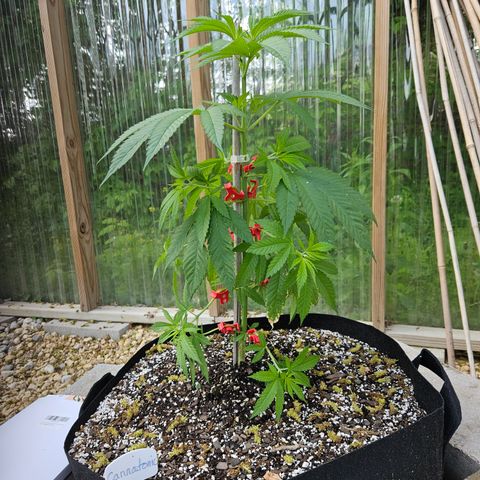 Cannatonic growlog photo: After! Using amazing new clips! 