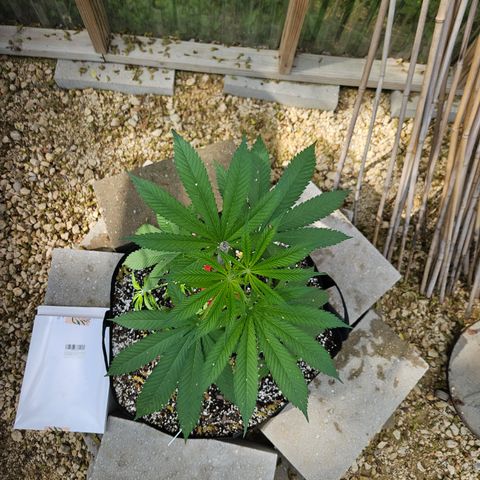 Cannatonic growlog photo: After! Using amazing new clips! 