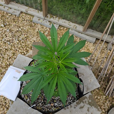 Cannatonic growlog timeline photo