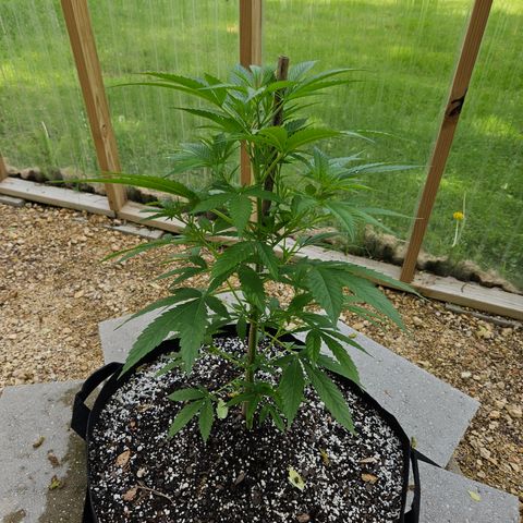 Blue Dream growlog photo: Before low stress training! 