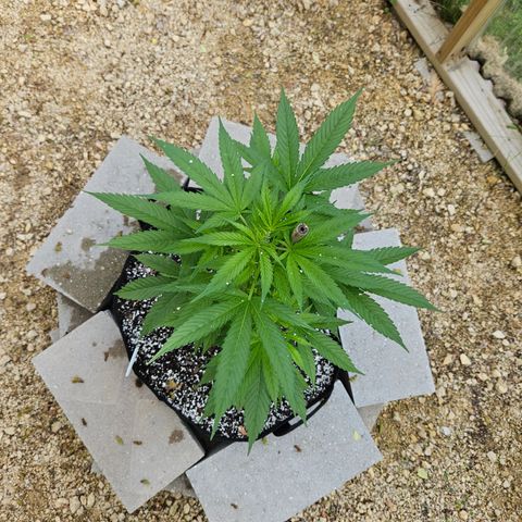 Blue Dream growlog photo: Before low stress training! 