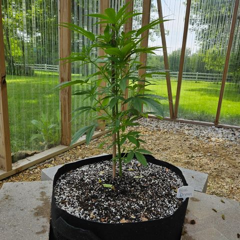Blue Dream growlog photo: Before low stress training! 