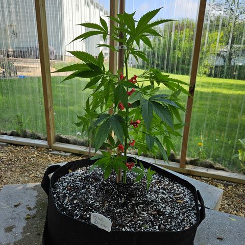 Blue Dream growlog photo: After! Using amazing new clips! 