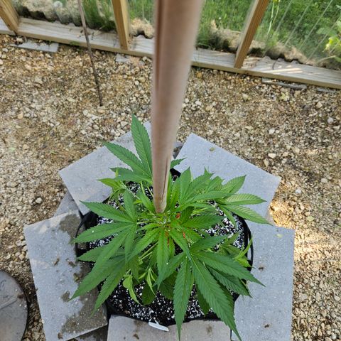 Blue Dream growlog photo: After! Using amazing new clips! 