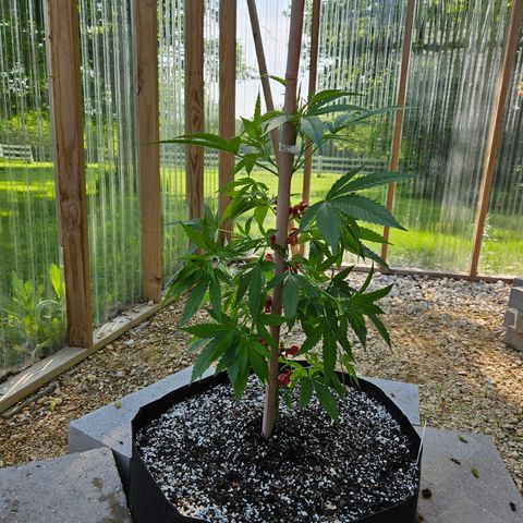 Blue Dream growlog photo: After! Using amazing new clips! 