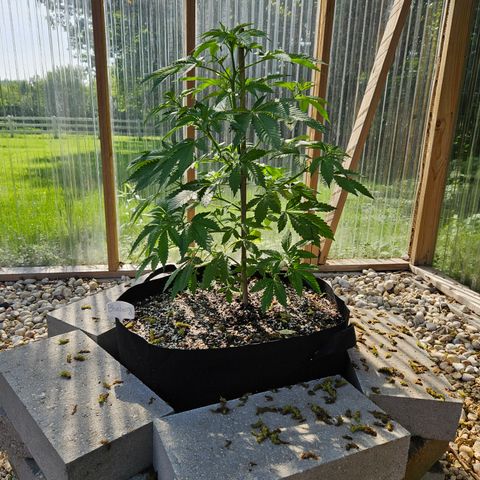 Blueberry growlog photo: Before low stress training! 